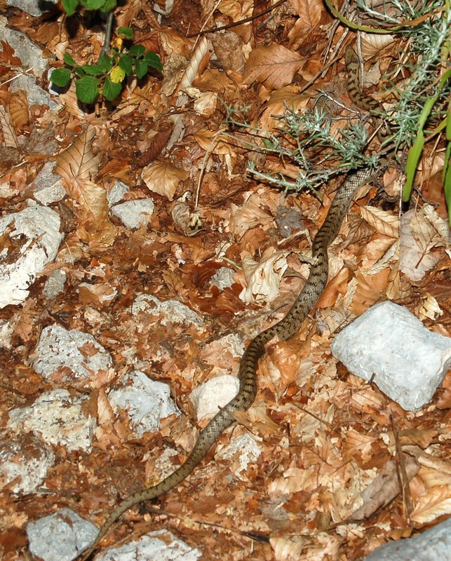 Coronella austriaca